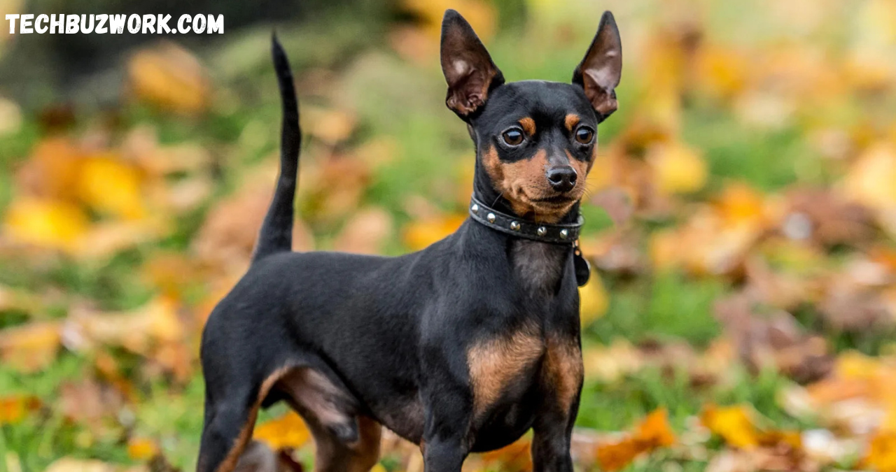 min pin